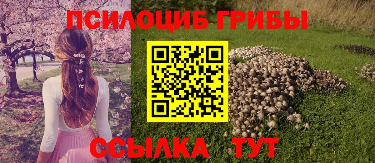 Псилоцибиновые грибы мицелий Санкт-Петербург